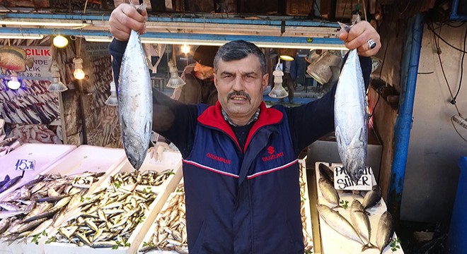 Karadeniz de palamut geri döndü