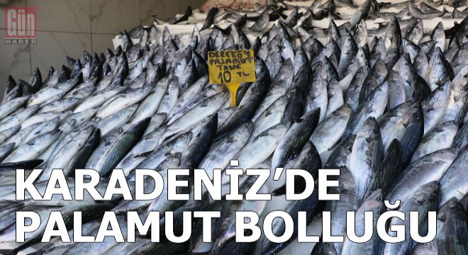 Karadeniz de palumut bolluğu