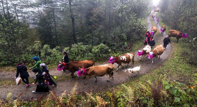 Karadeniz’de yaylacıların, renkli dönüş yolculuğu