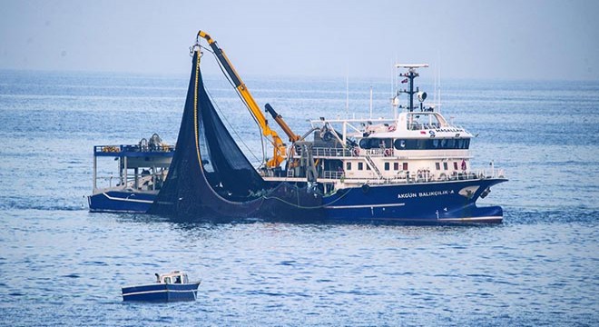 Karadeniz’den 16 ülkeye hamsi ihraç edildi