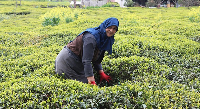 Karadeniz’e  çay göçü  öncesi ‘karantina’ önerisi