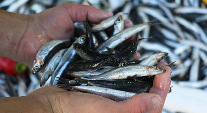 Karadenizli balıkçılar, hamsiyi bekliyor