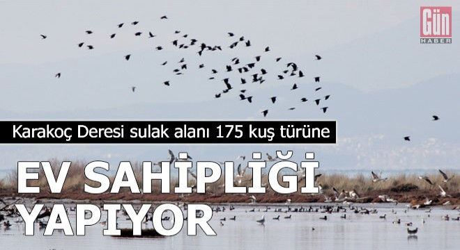 Karakoç Deresi sulak alanı 175 kuş türüne ev sahipliği yapıyor