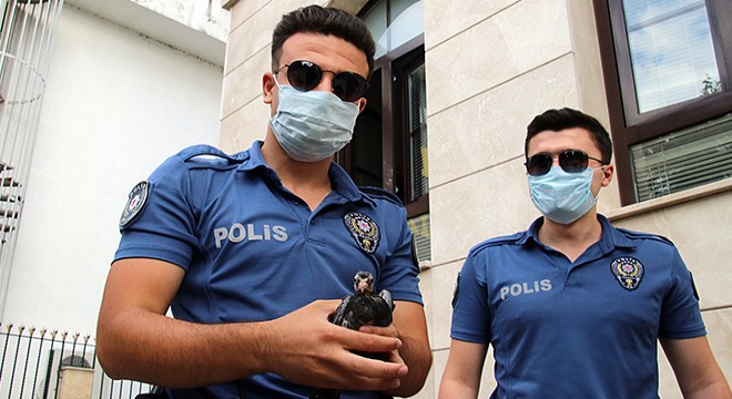 Karakol bahçesine düşen yavru güvercini, ağzıyla besledi