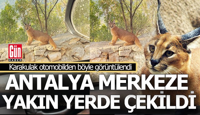 Karakulak Antalya'da şehir merkezine giderken görüntülendi