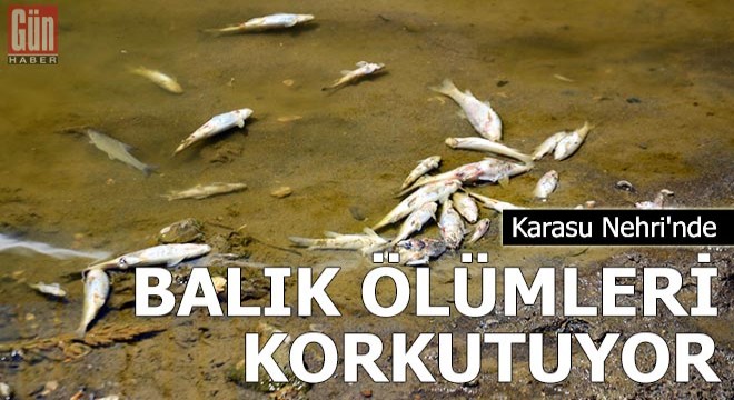 Karasu Nehri'nde balık ölümleri korkutuyor