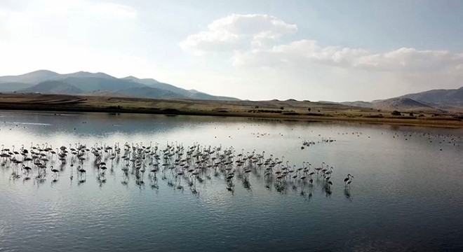 Karataş Gölü'ne flamingo akını