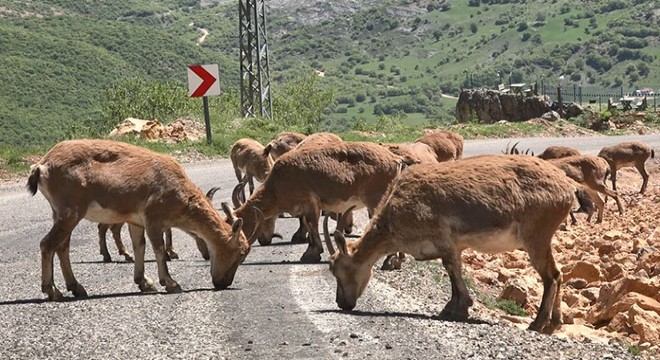 Karayoluna inen yaban keçileriyle 'özçekim' yaptılar