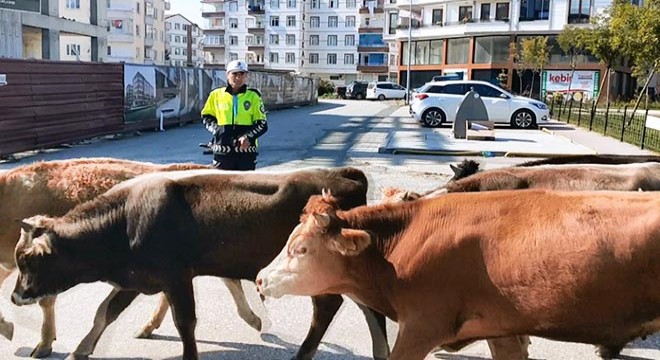 Karayoluna giren büyükbaş sürüsü, zor anlar yaşattı