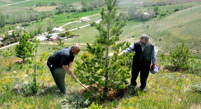 Kardeşler, çocukluk hayalleri orman için 12 bin fidan dikti