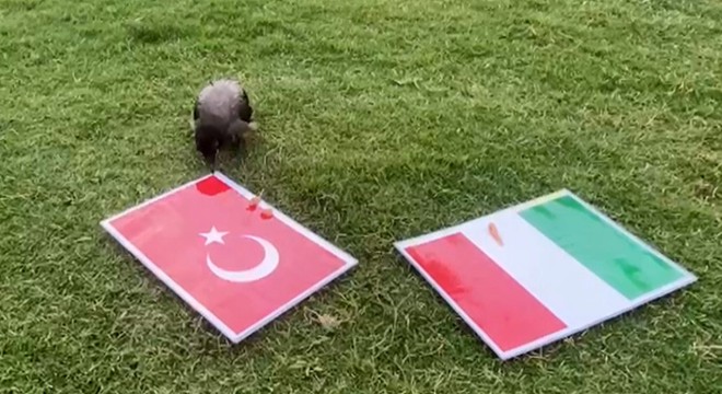 Karga Dido nun tahmini Türkiye