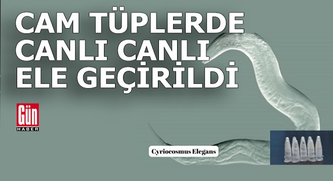 Kargo paketinde cam tüpler içinde canlı canlı ele geçirildi