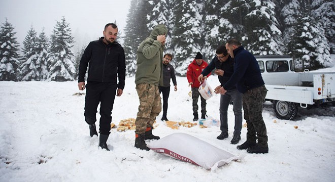 Karla kaplı ormana hayvanlar için yem bıraktılar
