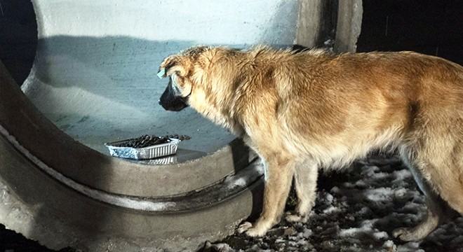 Karlı bölgelerde sokak hayvanlarını beslediler