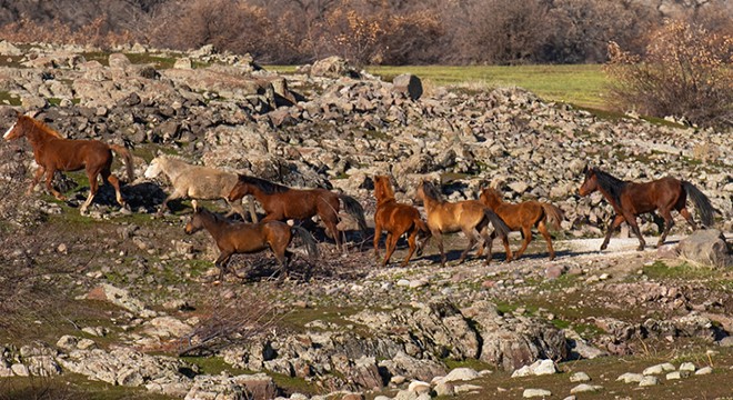 Karlı dağlardan inen yılkı atları, görsel şölen oluşturdu