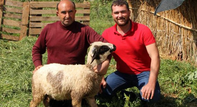 Karnında kalp şekli bulunan kuzu şaşırtıyor