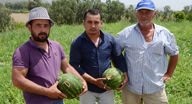 Karpuz tarlasında 'kesmece' hırsızlık