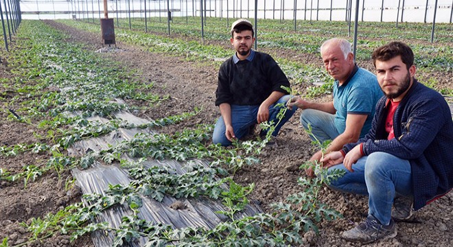 Karpuz üreticileri yeni dikimleri yaptı