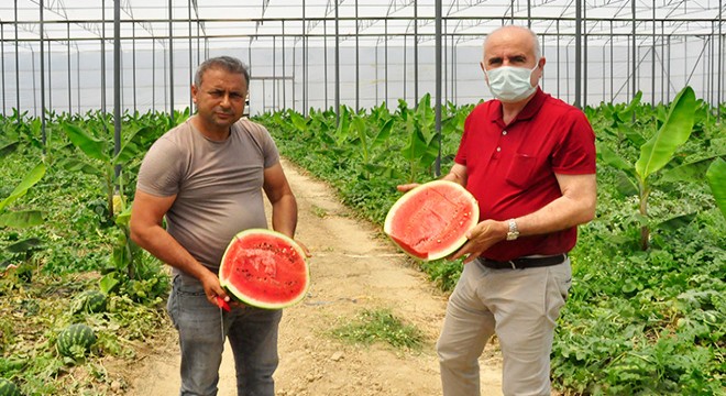 Karpuz ve muz aynı serada