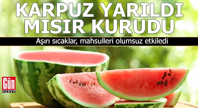 Karpuz yarıldı, mısır kurudu