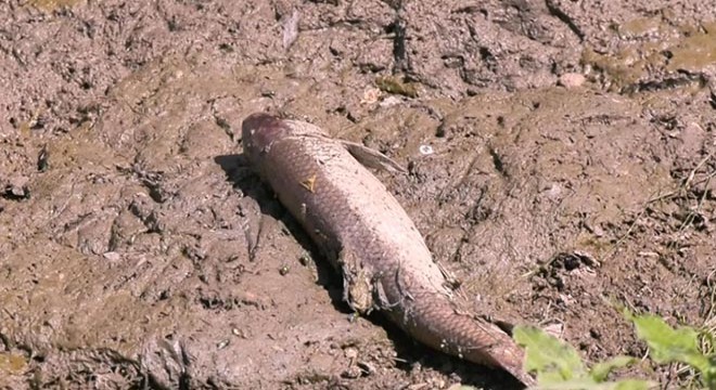 Kars Çayı'nda balık ölümleri tedirgin etti