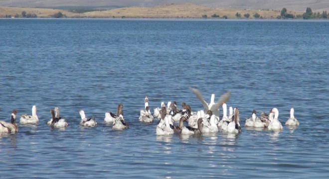 Kars kazını Çıldır Gölü'nde serinletiyorlar