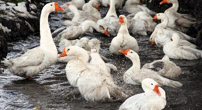 Kars'ta kar yağdı, kaz kesimi başladı