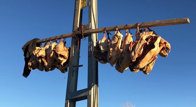 Kars'ta kesilen kazlar, kurutuluyor