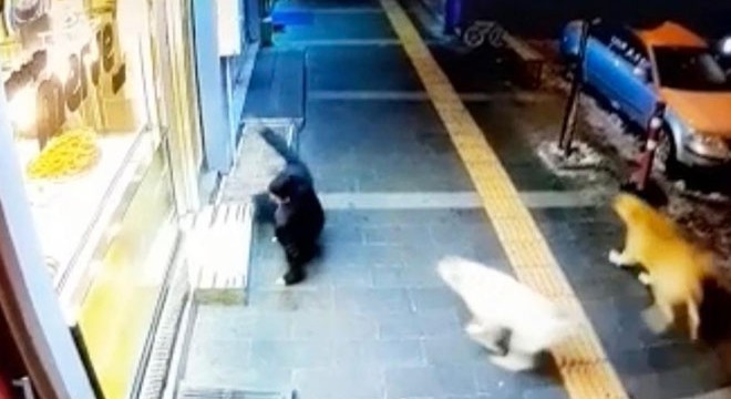 Kars'ta sokak köpekleri tehlike saçıyor