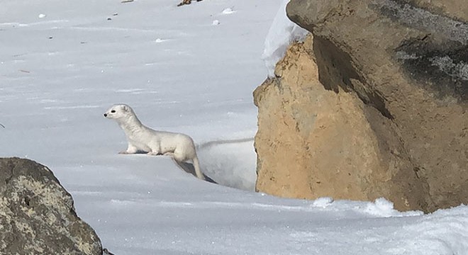 Kars ta beyaz gelincik görüntülendi