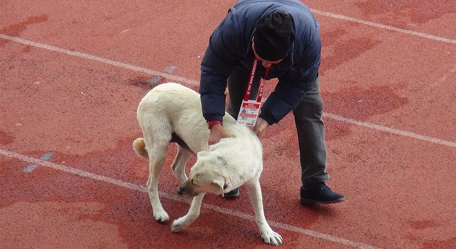 Kars’ta sahaya giren köpeği hakem çıkardı