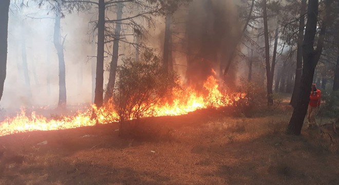 Kartal Aydos'ta ormanlık alanda yangın