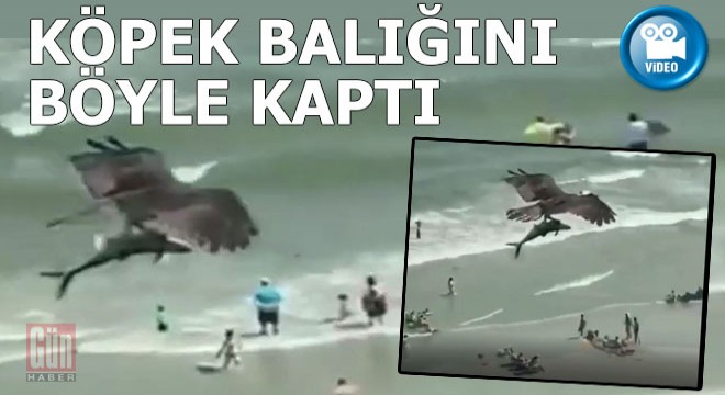 Kartal, köpek balığını avlayıp böyle götürdü