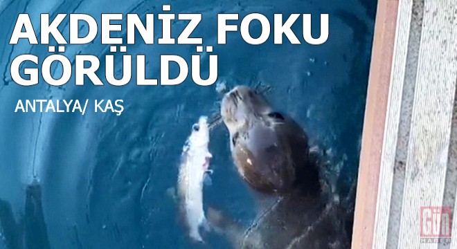 Kaş'ta, Akdeniz foku görüldü