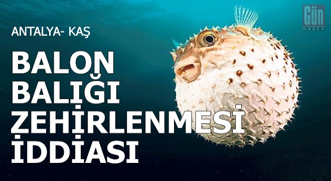 Kaş'ta balon balığı zehirlenmesi iddiası