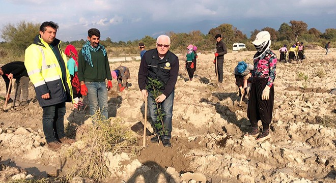 Kaş'ta sakız ormanı kuruluyor