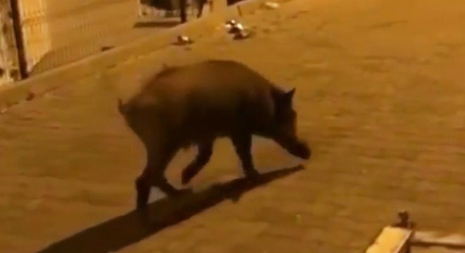 Kaş'ta yiyecek arayan yaban domuzu kamerada