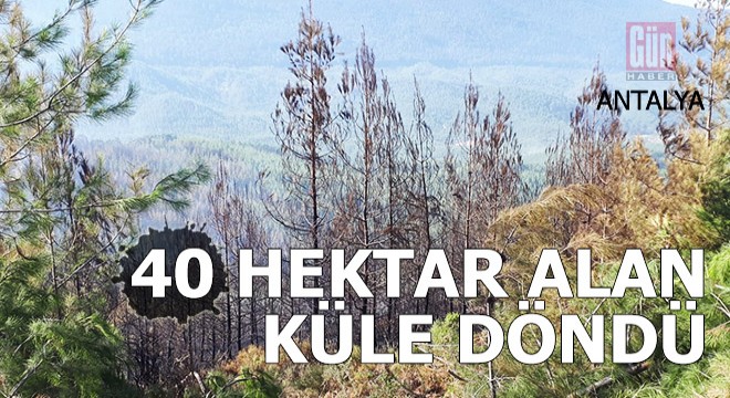 Kaş'taki orman yangınında 40 hektar alan küle döndü