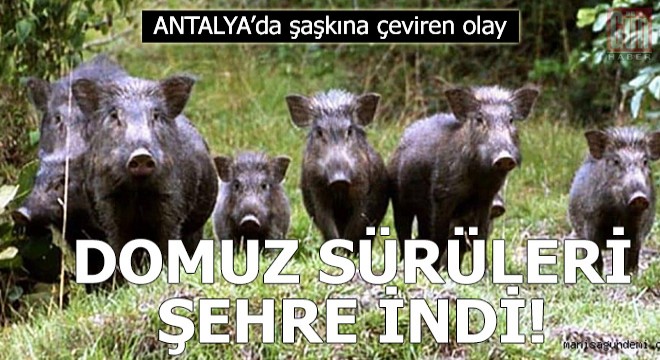 Kaş ve Demre merkezinde domuz sürüleri görüldü