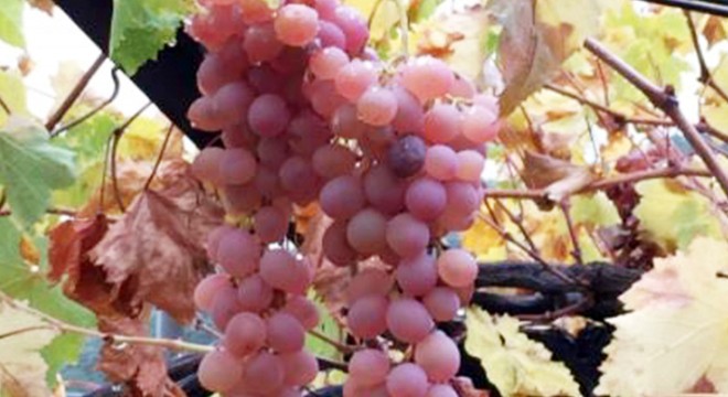 Kaş Margaz üzümü,  Coğrafi İşaret  tescili aldı