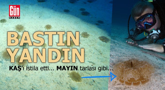 Kaş ta denizin dibi mayın tarlası gibi