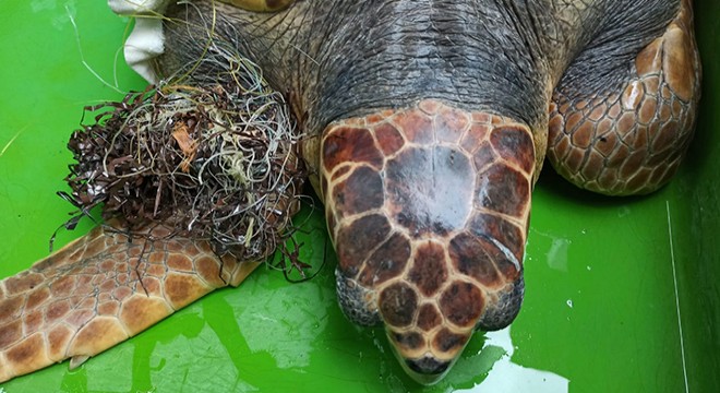 Kaset bandına dolanan caretta caretta bulundu