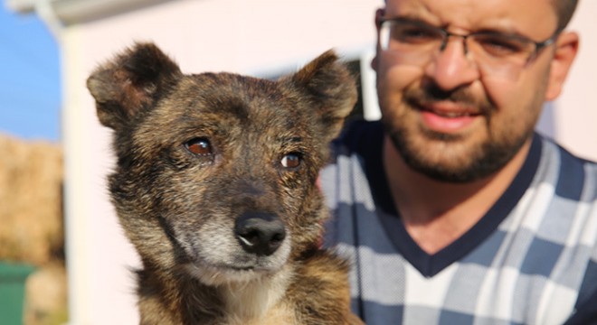 Katarakt olan sokak köpeği için seferber oldular