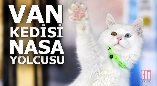 Kate Rubins'in Van kedisi hazır