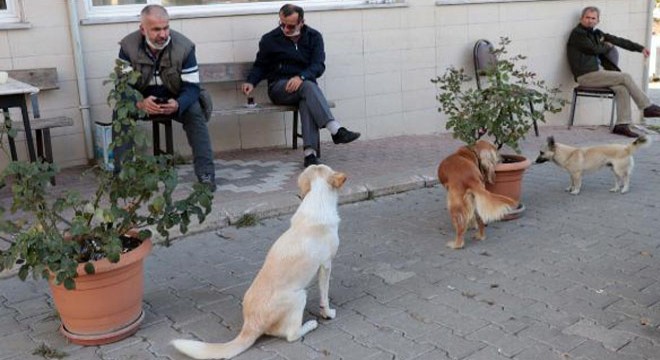 Katlettikleri her köpek için 1902 TL ödeyecekler