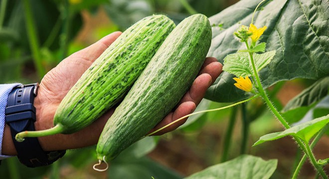 Kavungiller ailesinin acuru, Avrupa’nın salatalığı oldu