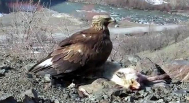 Kaya kartalı avının başında böyle görüntülendi