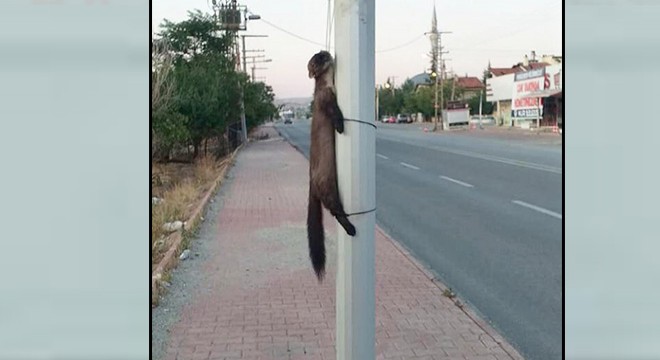 Kaya sansarını öldürüp, yön levhasına astılar