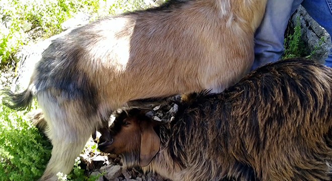 Kayalık bölgede mahsur kalan keçi ve yavrusu kurtarıldı