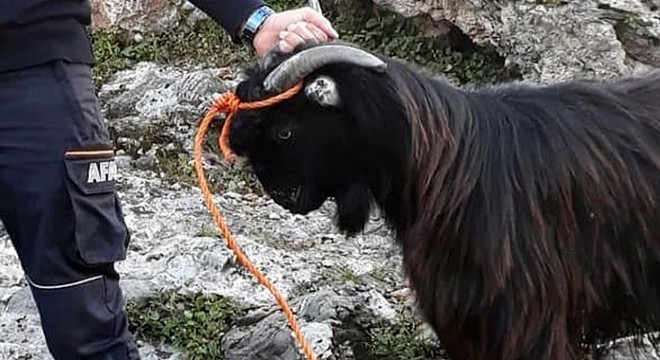 Kayalıklarda mahsur kalan keçi kurtarıldı